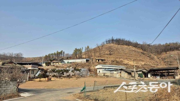 의성군이 산불 피해로 훼손된 산림 지역에서 위험목 제거사업을 성공적으로 마무리한 모습. 사진제공ㅣ의성군