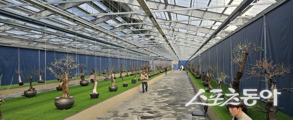 한국선비매화공원에서 열리고 있는 매화 전시회 내부 모습. 사진제공ㅣ영주시