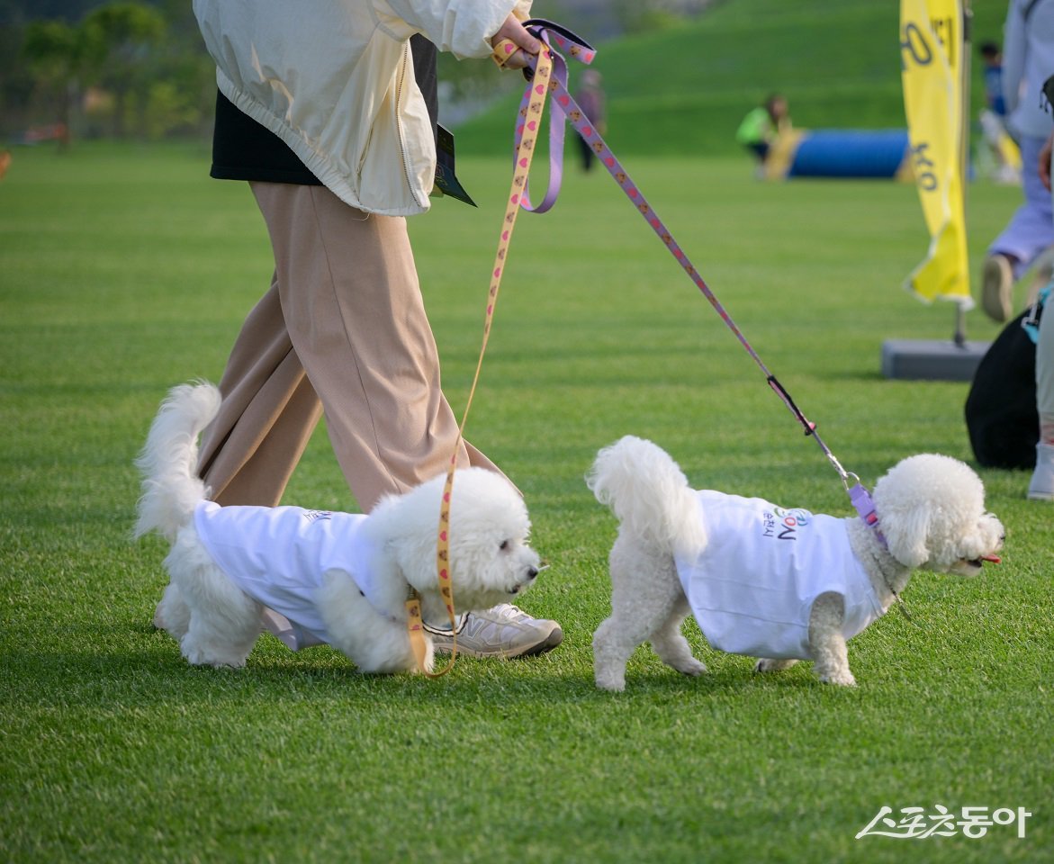 순천시는 동물등록비용 지원사업, 길고양이 중성화 수술 지원사업 등을 추진한다. 사진제공│순천시