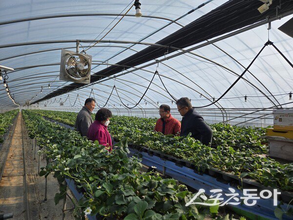 상주시, 수출전략 품종 ‘아리향’ 현장. 사진제공ㅣ상주시