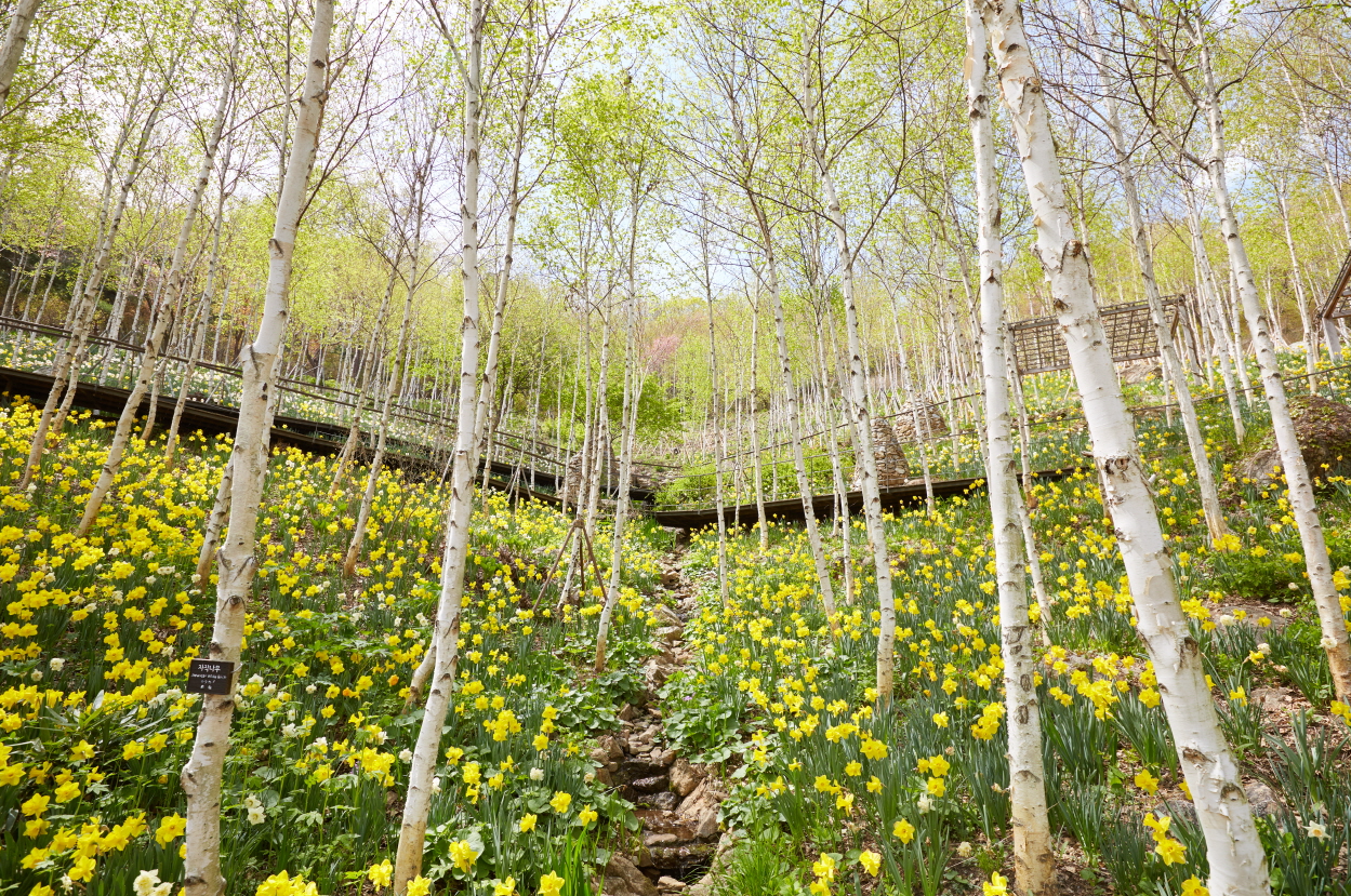 화담숲 자작나무숲에서는 노란 수선화와 2000여 그루의 하얀 자작나무가 어우러져 장관을 이룬다