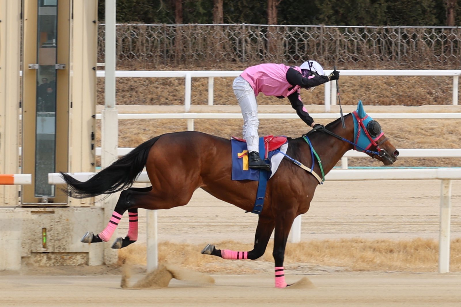 제39회 스포츠서울배에서 우승을 차지한 로쉬와 장추열 기수.