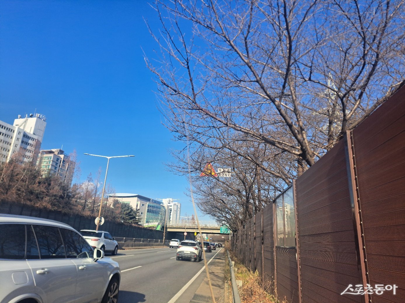 동부간선도로 차도로 돌출된 벚나무. 강남구 제공