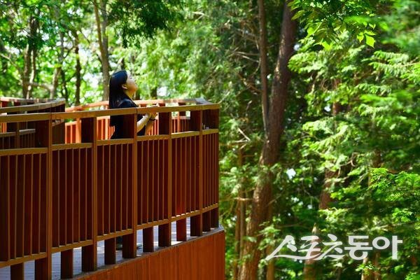 장성 축령산 하늘숲길을 찾은 관광객 모습. 사진제공 I 장성군