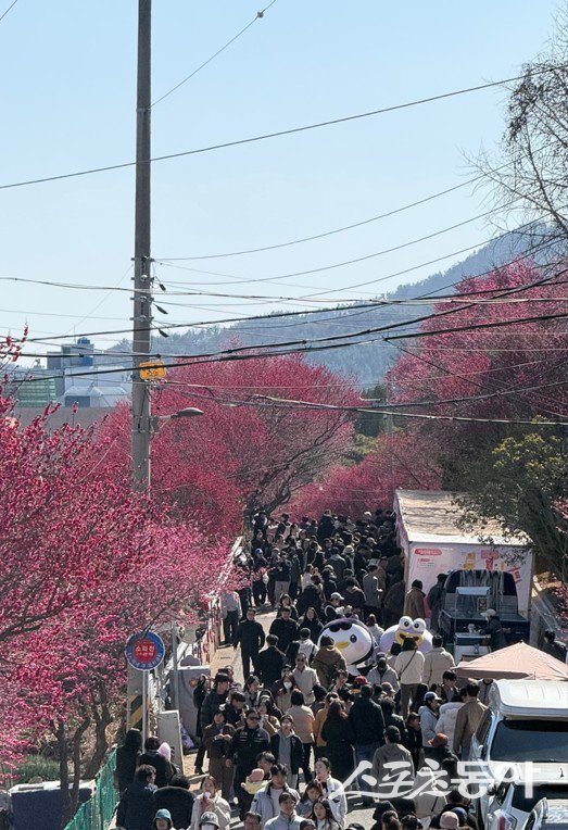 제8회 매곡동 탐매축제 전경. 사진제공│순천시