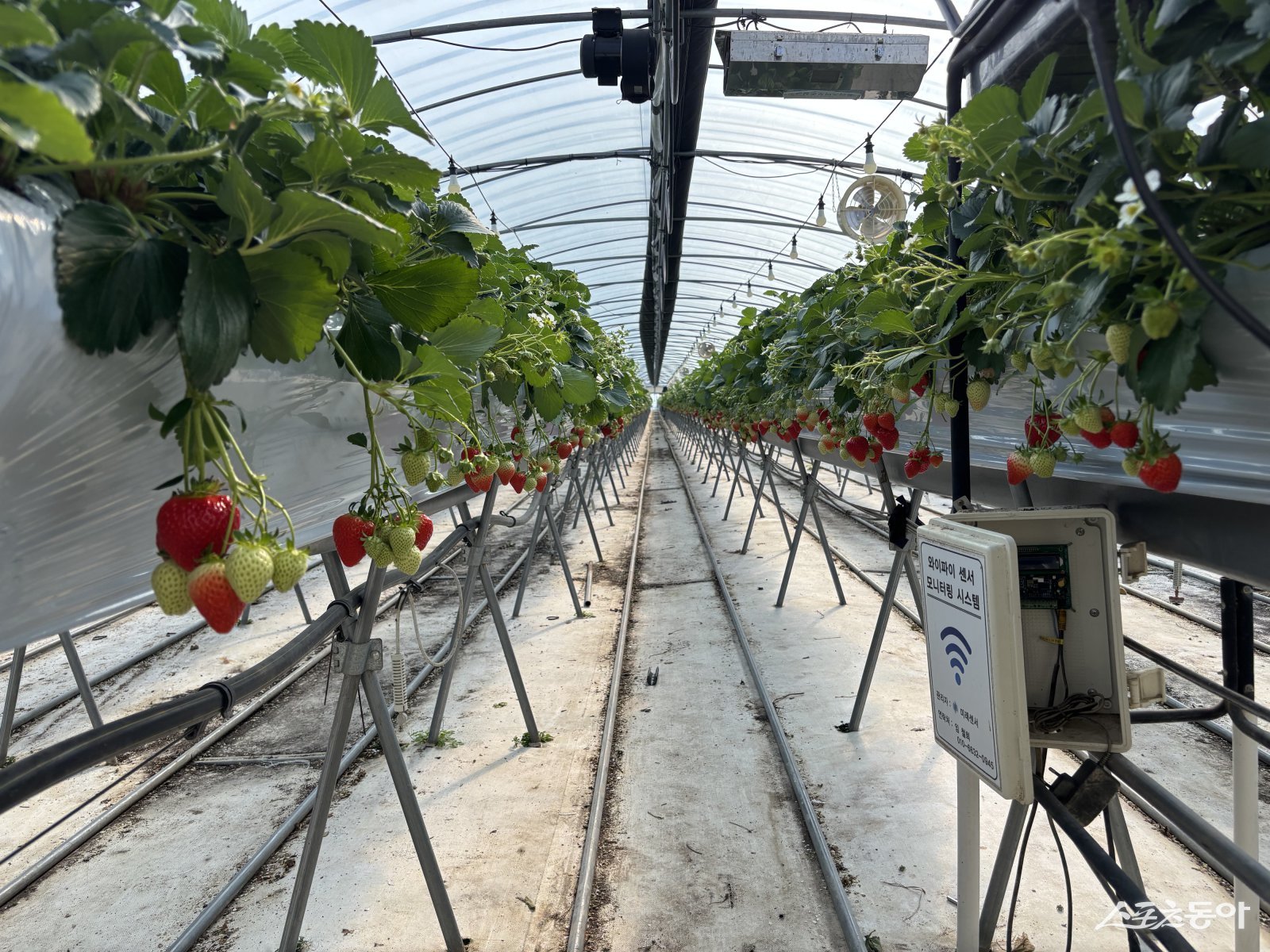 곡성군이 국내 육성 신품종인 ‘금실’ 딸기 재배 기술의 확산을 통해 해외시장 경쟁력 강화에  나선다. 사진제공｜곡성군