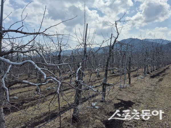 경북도 가업승계 우수농업인 정착지원 공모사업에 선정된 춘양 도심리의 황창욱씨 과수원. 사진제공 ㅣ 봉화군