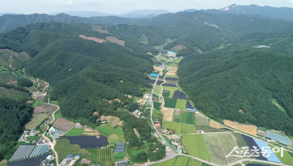 춘천시 사북 선도산림경영단지 전경. 춘천시산림조합 제공