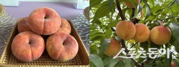 경북농기원이 국립종자원 품종보호출원을 마친 ‘금빛반도’(왼쪽)와 가을복숭아 ‘만향’. 사진제공 ㅣ 경북도
