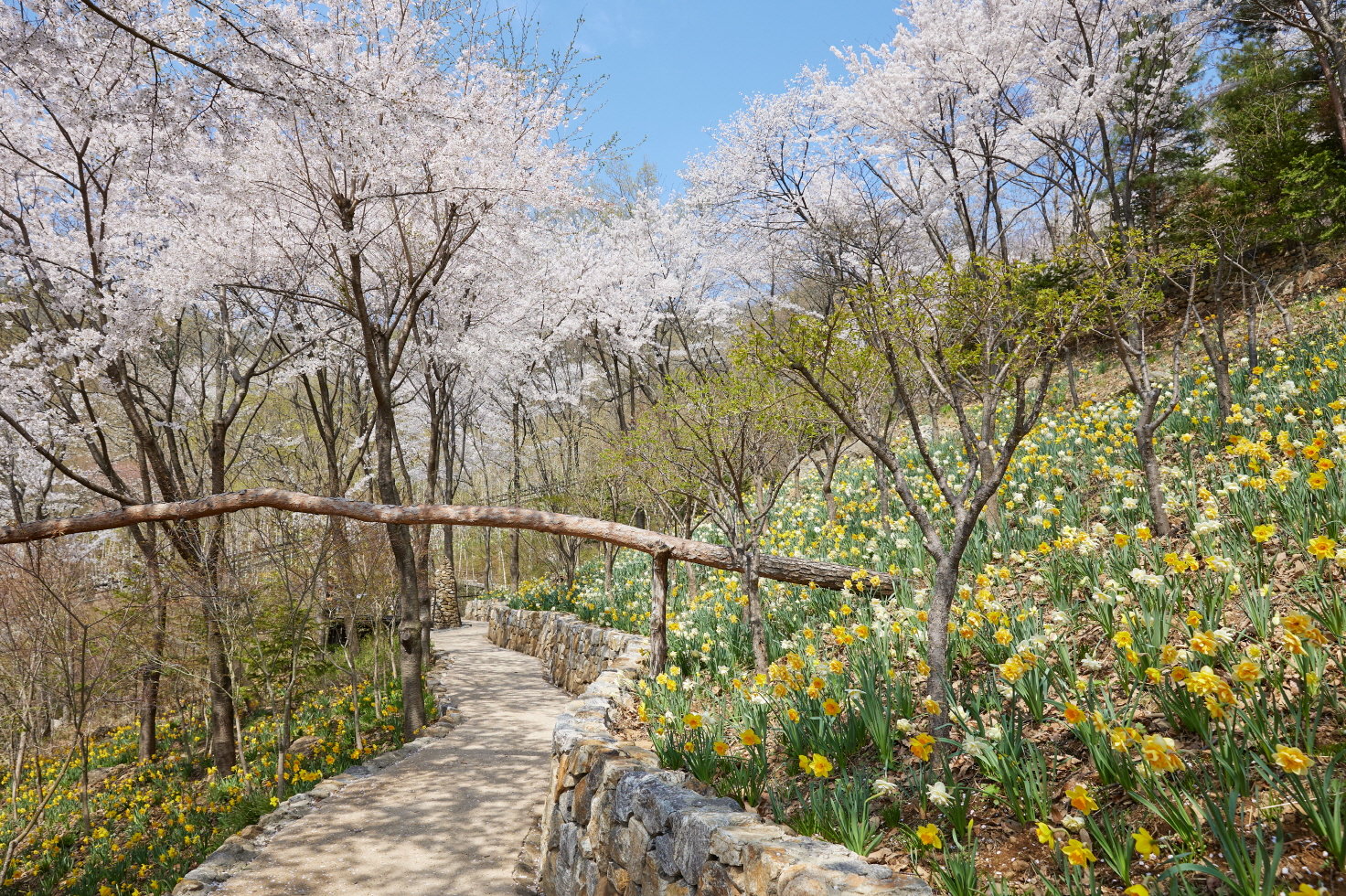 화담숲은 다채로운 봄꽃들과 함께 10만송이 노란 물결 가득한 ‘봄 수선화 축제’를 4월 말까지 진행한다   사진제공 ｜ 곤지암리조트