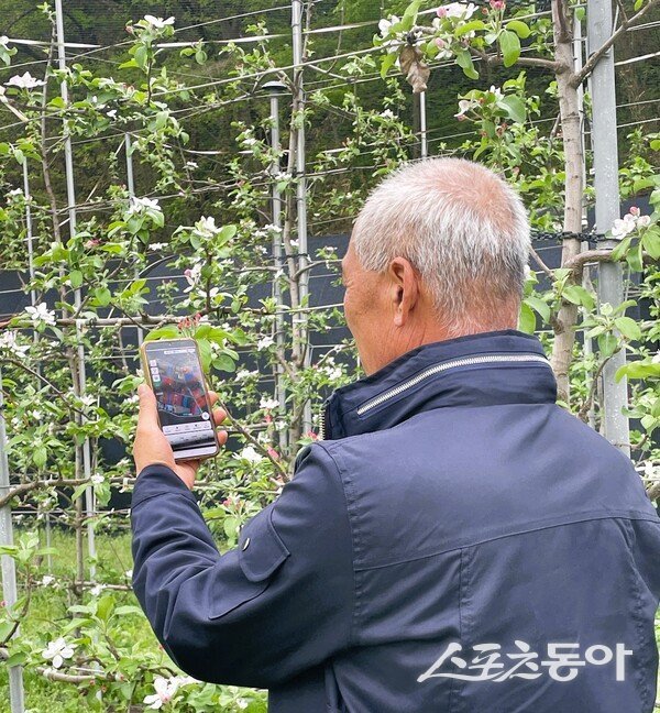 장성지역 농업인이 스마트폰 앱을 이용해 과수 화상병 예찰을 하고 있다. 사진제공 I 장성군