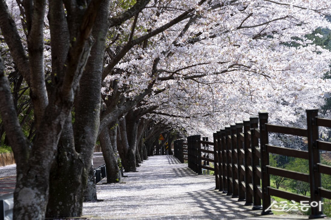 고흥만벚꽃 터널. 사진제공│고흥군