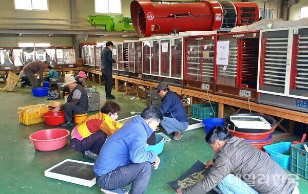 농업인들이 꽃가루은행에서 꽃가루 채취작업을 하고 있다. 사진제공 ㅣ영천시