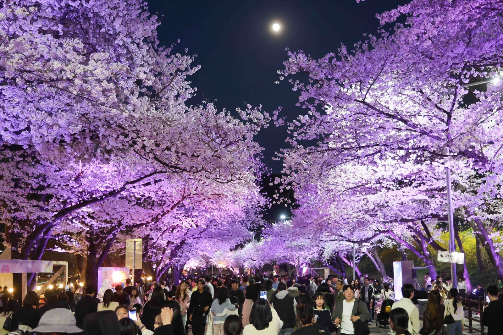 지난해 25만 명 찾은 벚꽃 명소…렛츠런파크 서울 벚꽃축제 올 4월 3일 개막