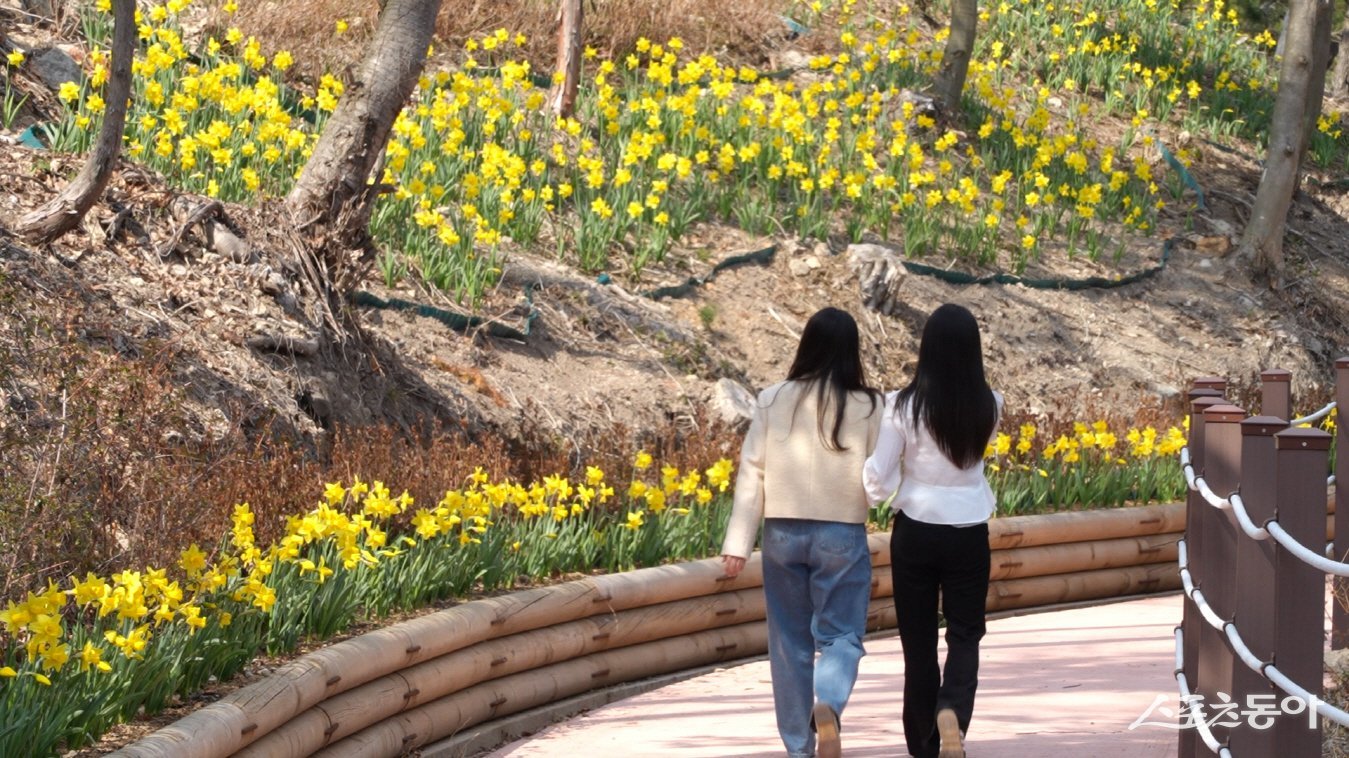 진도 산림욕장 내 생태탐방로에 봄을 알리는 꽃이 만개 했다.  사진제공│진도군