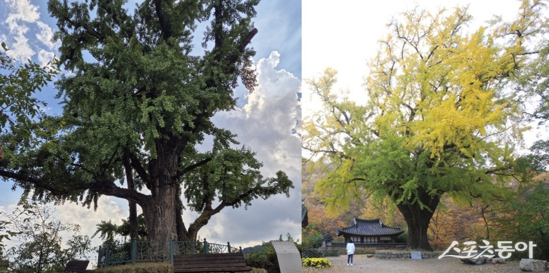 경북도가 영주(왼쪽사진)와 경주의 은행나무 2그루를 국가산림문화자산으로 신규 지정하는 절차에 나섰다. 사진제공 ㅣ 경북도