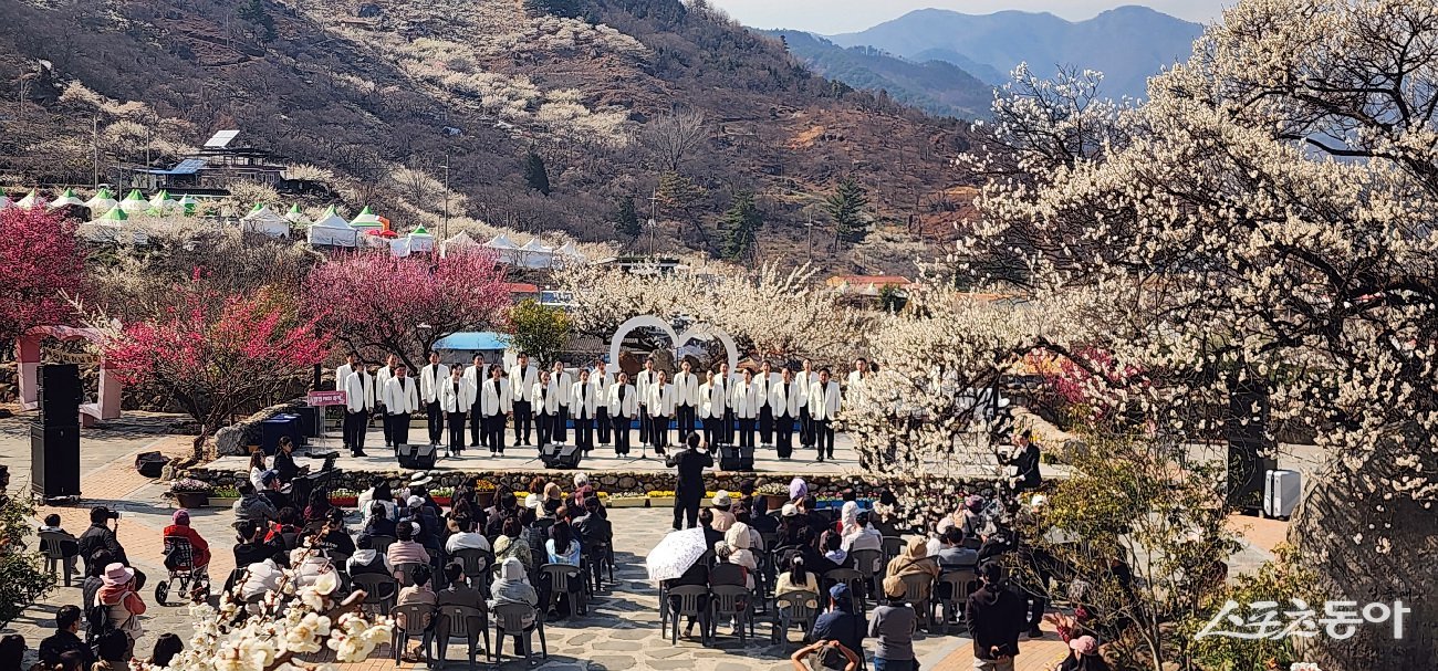 제25회 광양매화축제 현장. 사진제공=광양시