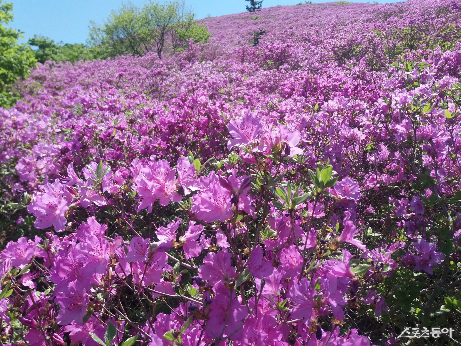 일림산 철쭉군락지 전경. 사진제공=보성군