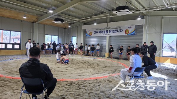 ‘2026년 경상북도소년체육대회’ 씨름 종목 경기가 진행되고 있다. 사진제공 ㅣ 경북교육청