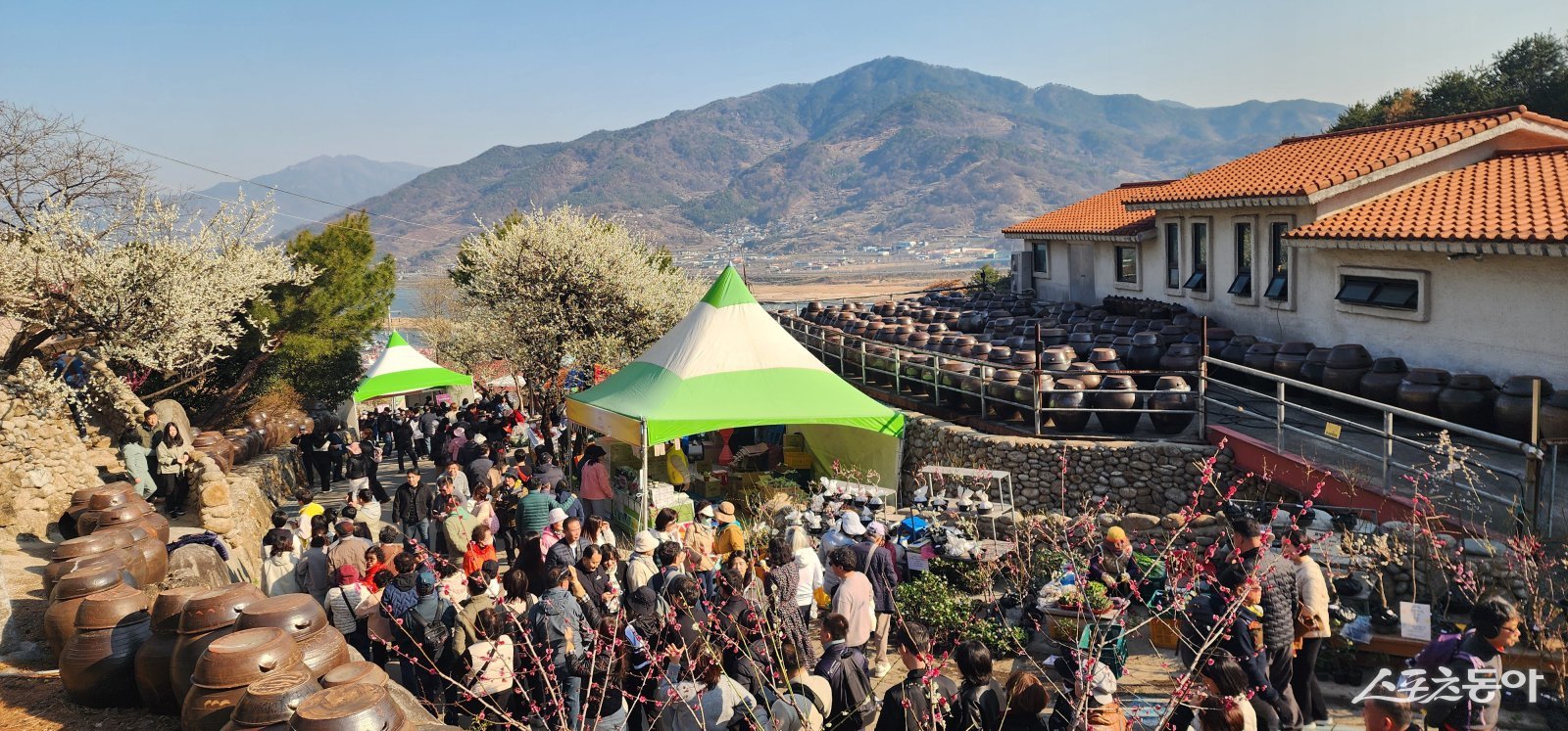 광양시가 제25회 광양매화축제에서 하루 동안 13만 명이 넘는 역대급 상춘객을 끌어모았다. 사진제공=광양시
