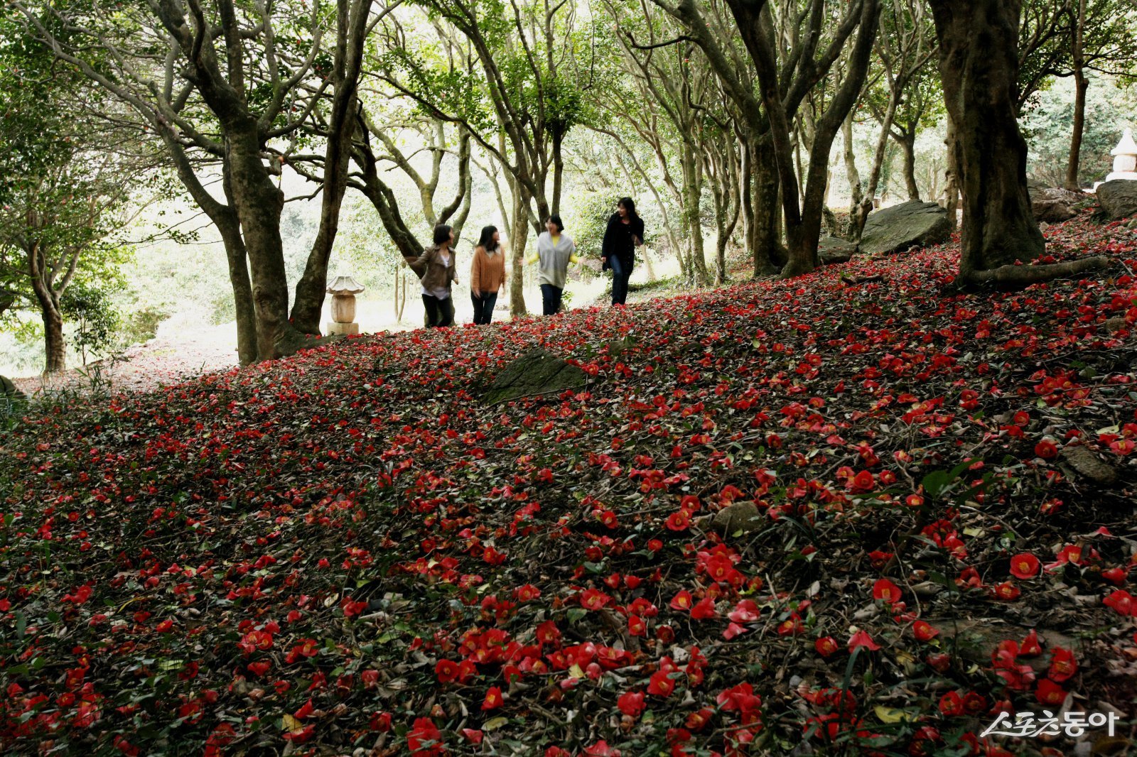 제3회 깅진 백련사 동백축제가 오는 27일 개막한다. 사진제공=강진군