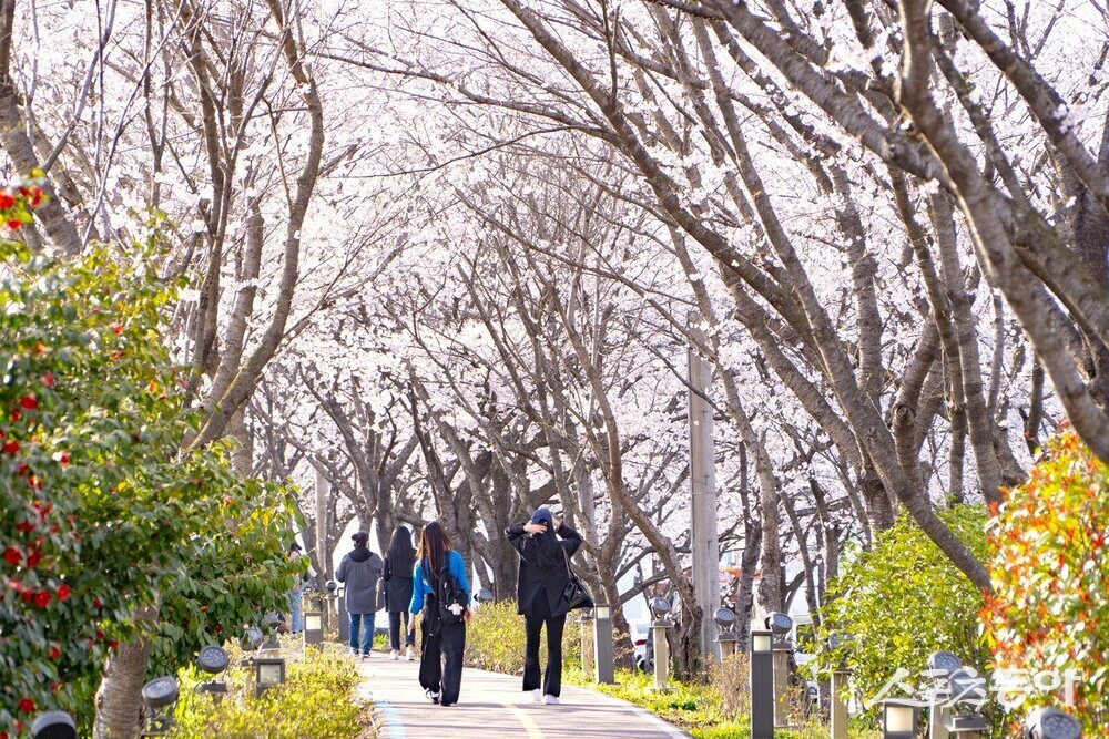 나주시가 봄을 맞아 오는 3월 28일 영산포 풍물시장 일원에서 ‘제3회 영산포 봄 벚꽃 버스킹 축제’를 개최하고 감성 음악 공연과 다양한 체험 프로그램을 통해 시민과 관광객에게 봄의 정취를 선사한다. 사진제공 I 나주시