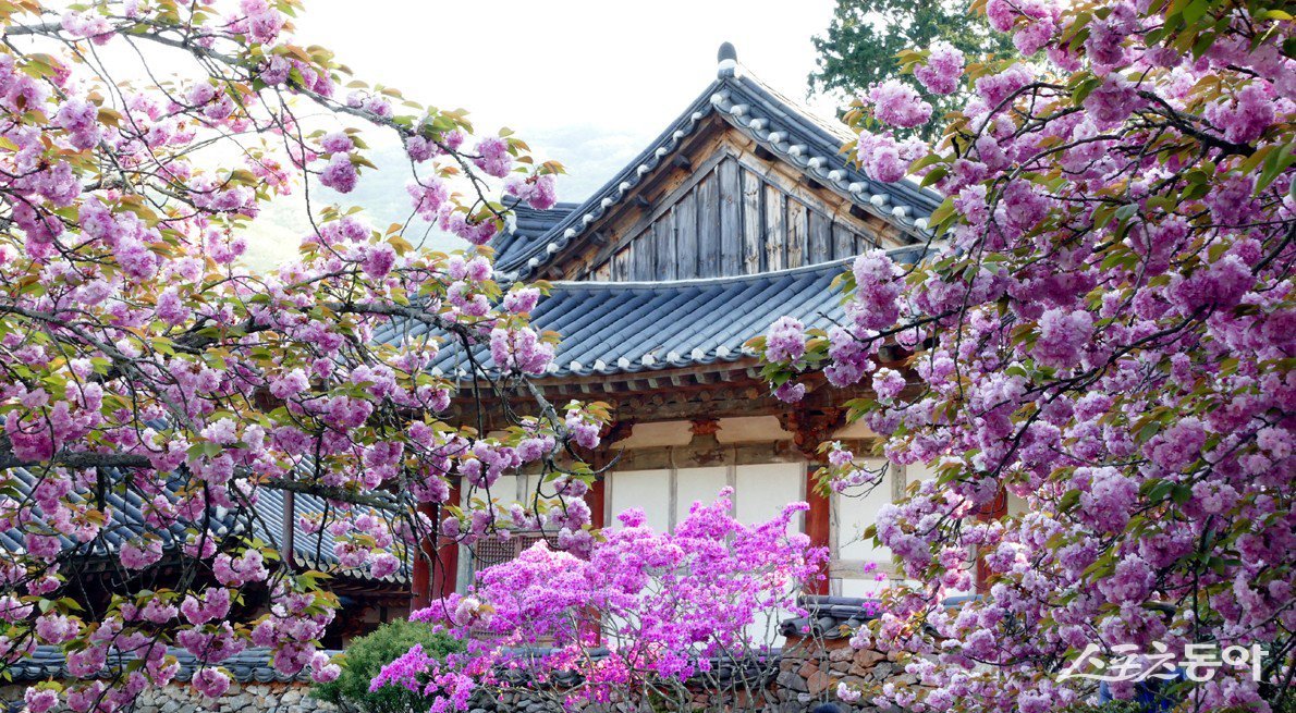 순천 선암사 겹벚꽃. 사진제공=순천시