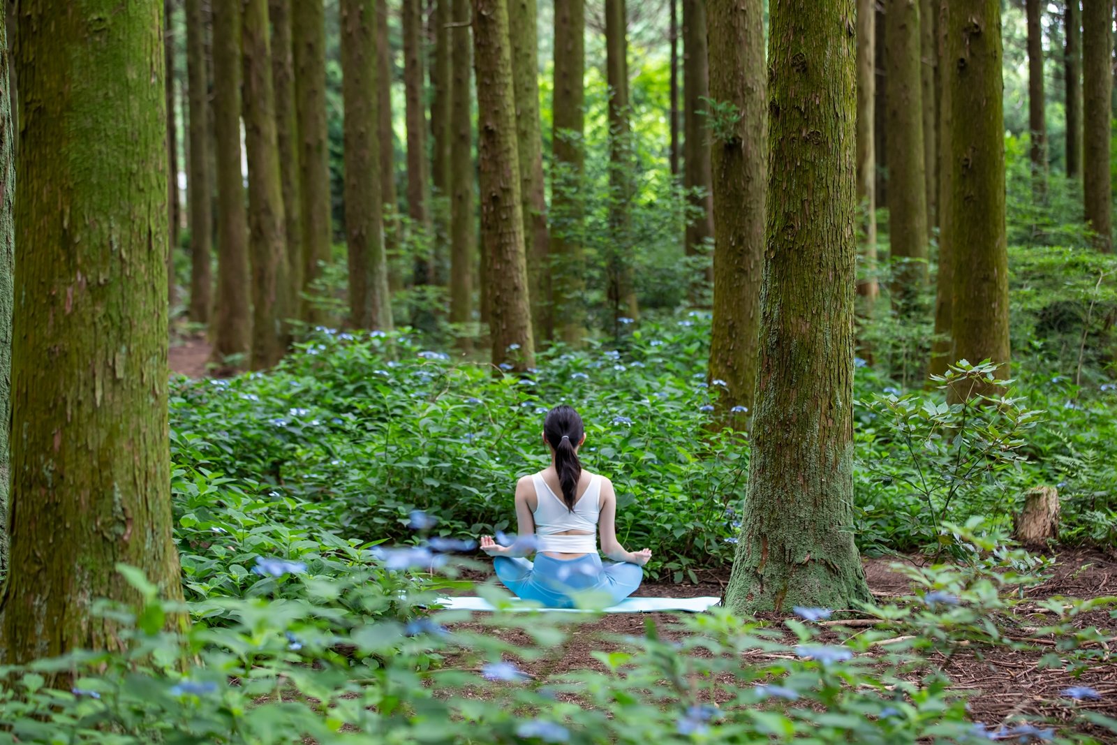 웰니스 프로그램, 숲 체험