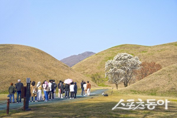 경주의 대표적인 봄 산책 명소인 대릉원 포토존. 사진제공 ㅣ 경주시