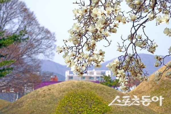 노서동 고분군 산책공간 목련. 사진제공 ㅣ 경주시