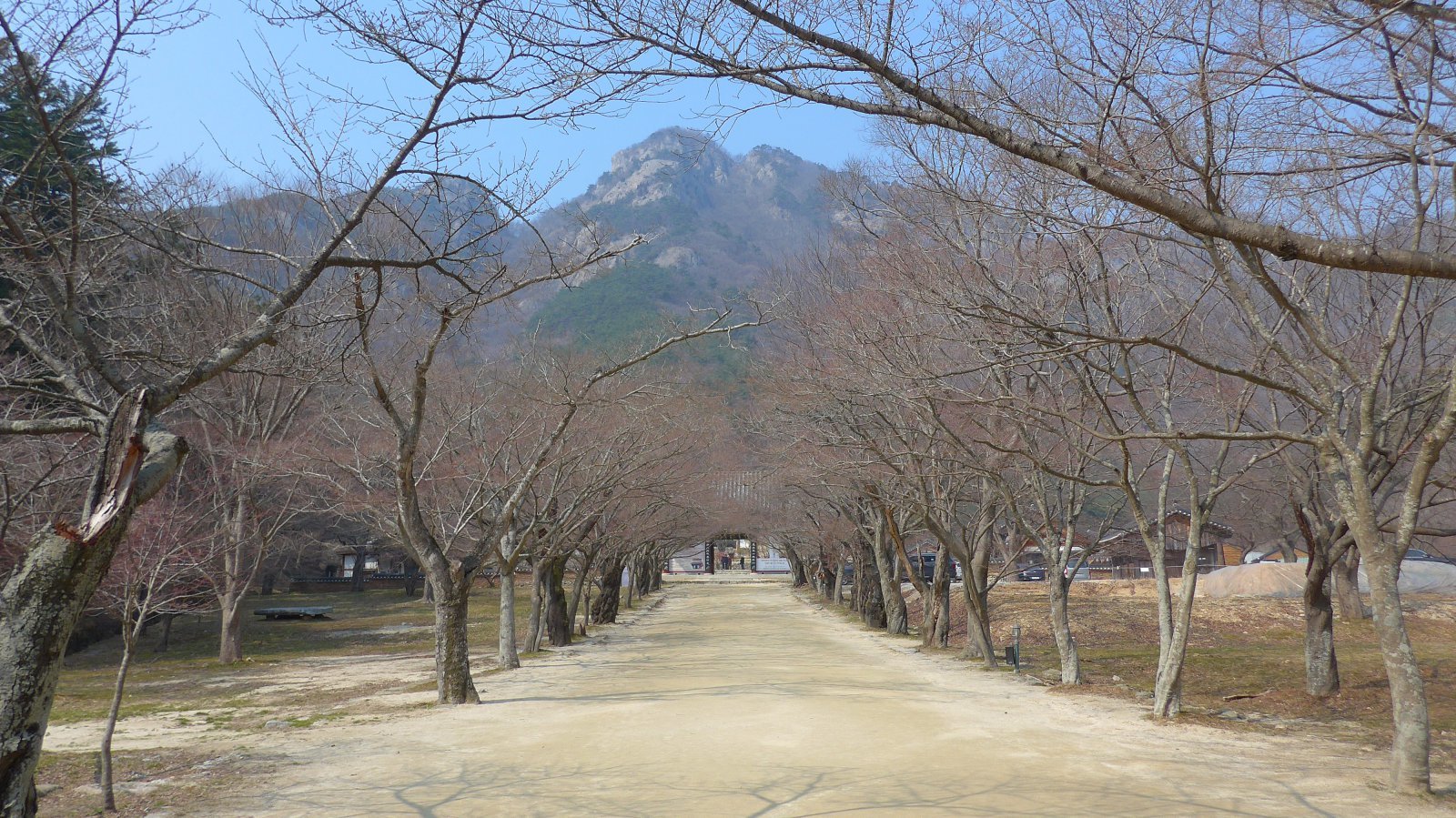 내소사로 들어가는 전나무 숲길. 부안 | 양형모 기자