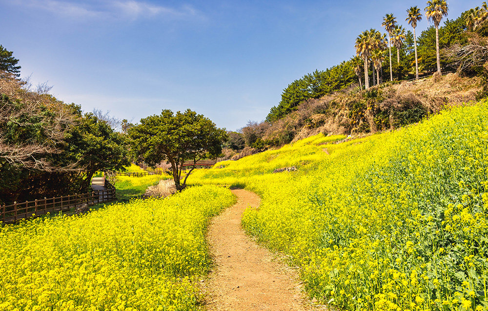 켄싱턴리조트 제주중문 리조트 앞 유채꽃이 만개한 엉덩물 계곡
