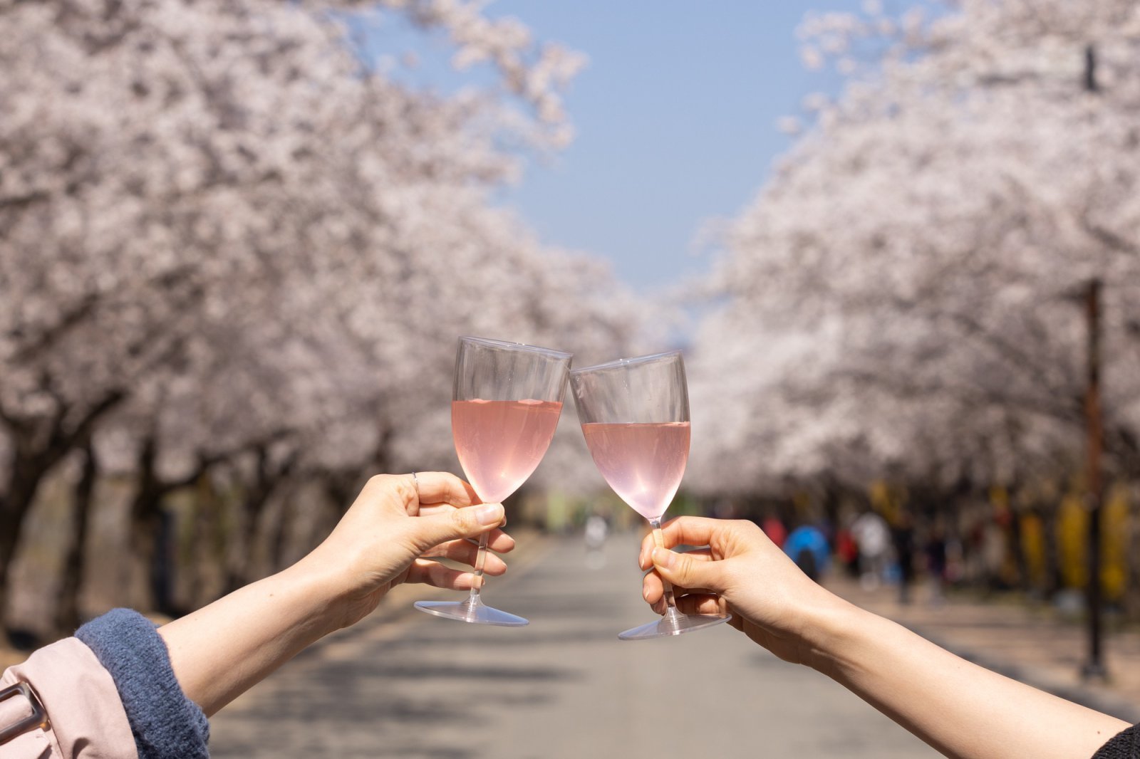 켄싱턴호텔 여의도 호텔 앞 벚꽃길에서 즐기는 봄 나들이