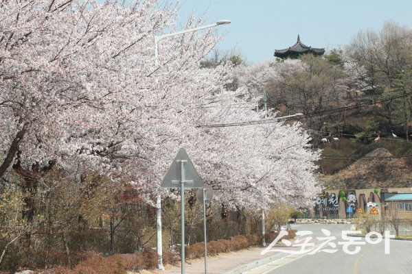 예천군이 한천 제방길에 벚꽃 시즌에 맞춘 야간 경관조명을 설치 운영한다. 사진제공 ㅣ 예천군