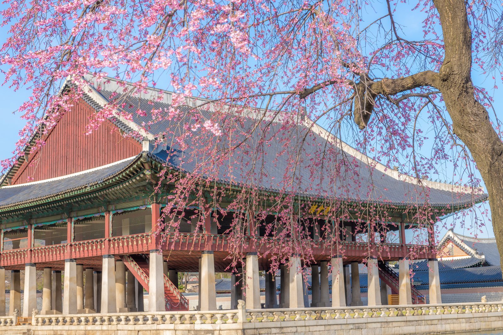 수양벚꽃이 드리운 경회루   사진제공 ｜서울관광재단