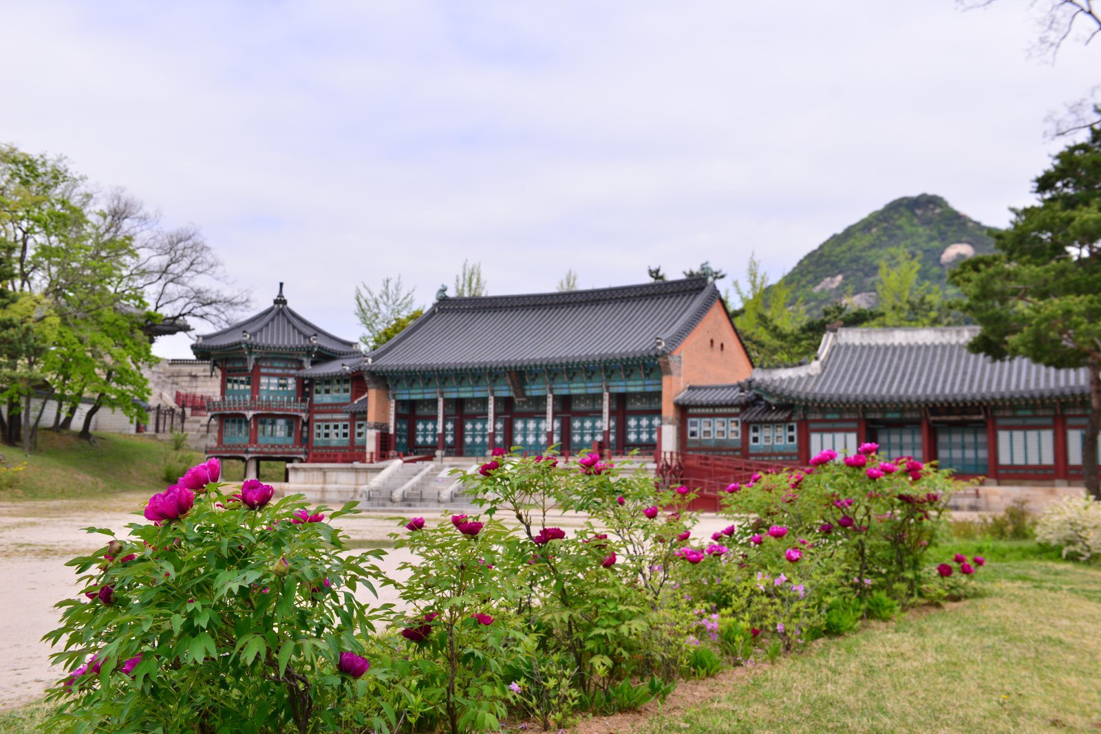 모란이 핀 경복궁 집옥재    사진제공 ｜황정희 사진작가