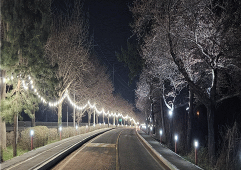 무안군은 고절리 고인돌공원부터 수반마을 입구까지 이어지는 왕벚꽃길에 야간 조명을 설치해 방문객들이 밤에도 벚꽃길 산책과 드라이브를 즐길 수 있도록 경관을 조성했다. 사진제공 I 무안군