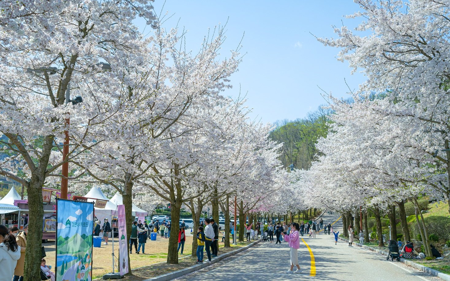 소노펠리체 비발디파크 벚꽃단지 일대 