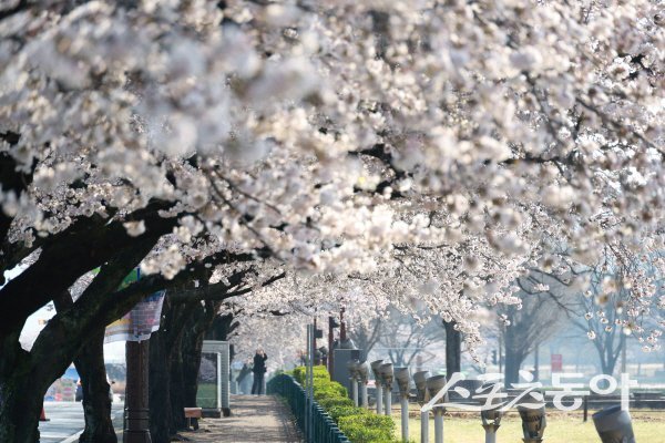 경주 시내 전역이 벚꽃으로 물들며 봄꽃이 절정을 맞고 있다. 사진제공 ㅣ 경주시