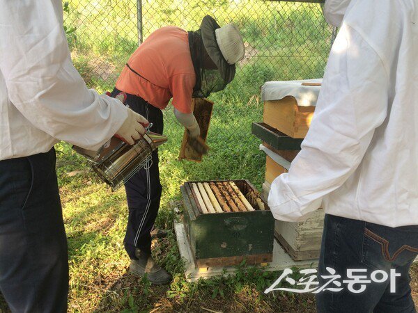 광주광역시 보건환경연구원은 꿀벌의 활동이 본격적으로 시작되는 봄철 개화기를 맞아 오는 30일까지 지역 양봉농가를 대상으로 ‘꿀벌 질병 모니터링 검사’를 집중적으로 실시한다. 사진제공 I 광주광역시