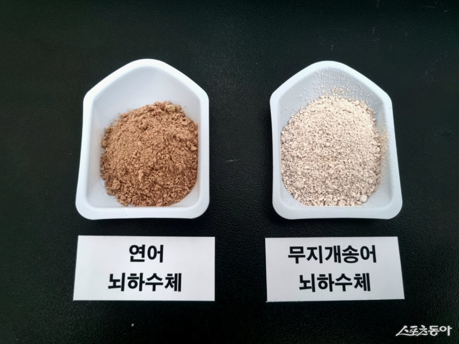 전라남도해양수산과학원 미래수산연구소가 내수면 대표 양식 품종인 민물장어의 완전양식을 위해 인공종자 생산 연구를 추진하고 있다. 사진제공 I 전라남도