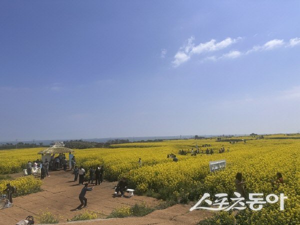 포항 ‘2026 호미반도 유채꽃 축제’를 찾은 관광객들이 봄의 정취를 즐기고 있다. 사진제공 ㅣ 포항시
