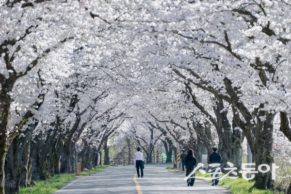 경주 암곡동 일원의 만개한 벚꽃 터널이 절정을 보이면서 상춘객들을 맞이하고있다. 사진제공  ㅣ경주시