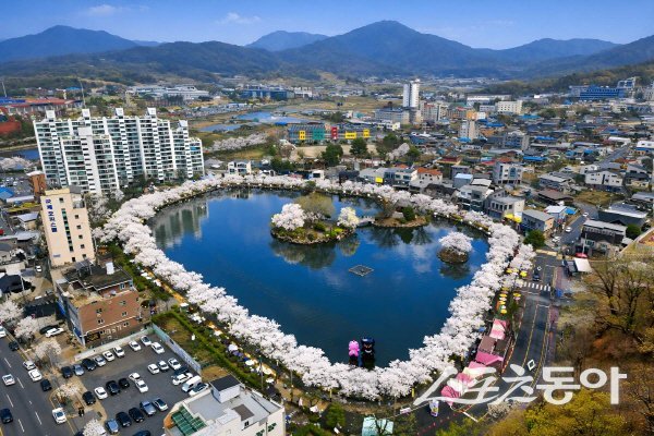 김천시 ‘2026 연화지 벚꽃축제’ 행사장이 한 폭의 그림 같이  아름답다.  사진제공 ㅣ 김천시