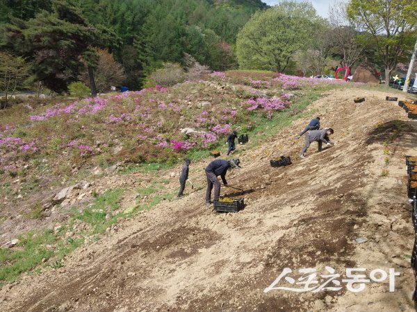 경산시 와촌면이 갓바위 진입로 오아시스 공원 일원에 매자나무를 식재하고 있다. 사진제공 ㅣ 경산시
