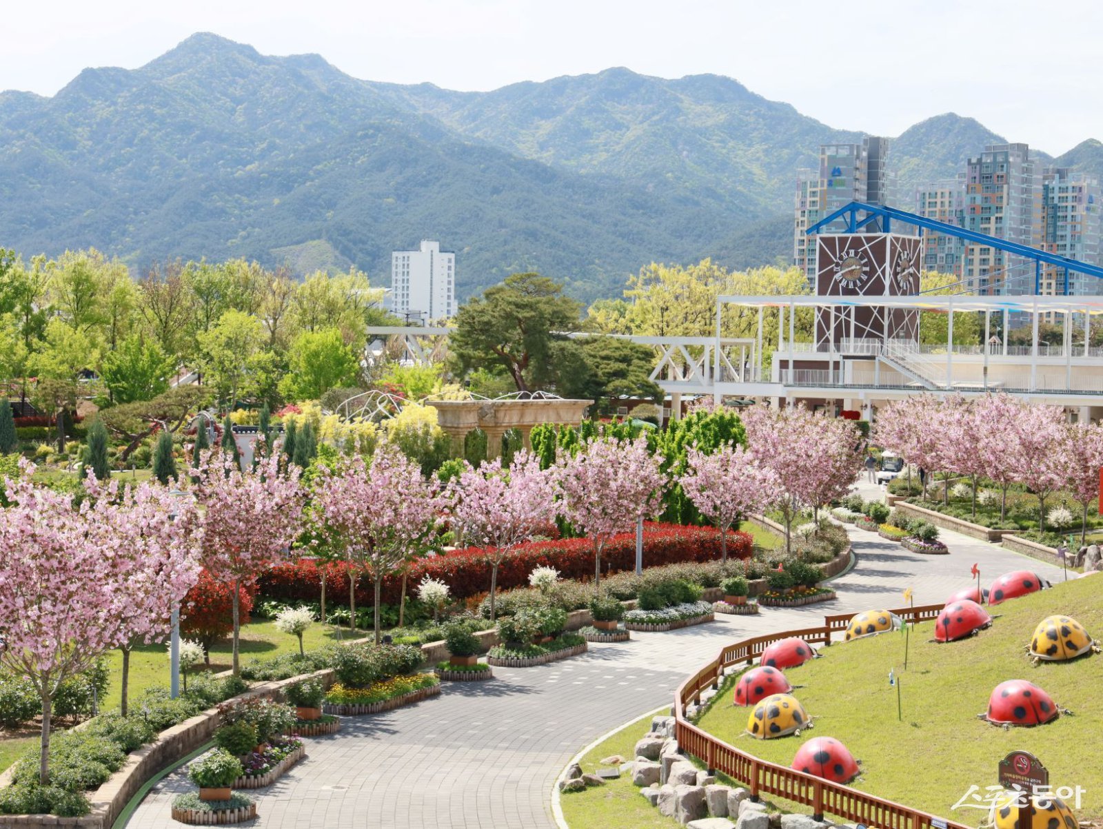 곡성 섬진강기차마을 겹벚꽃 모습. 사진제공=곡성군