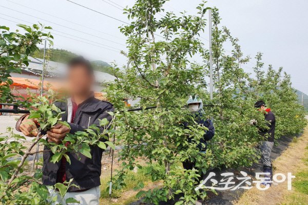 청송군 외국인 계절근로자들이 영농작업을 하고 있다. 사진제공 ㅣ 청송군