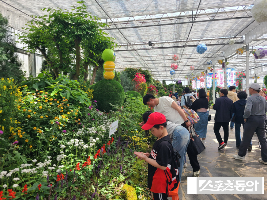 함평군은 “제28회 나비대축제가 열리는 함평엑스포공원 나비곤충생태관에서 올해의 대표나비인 ‘긴꼬리제비나비’를 비롯한 17종의 나비들이 관람객의 눈길을 사로잡고 있다”고 밝혔다. 사진제공=함평군