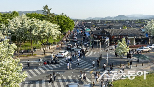 경주 도심이 이팝나무 꽃으로 뒤덮이며 봄의 절정을 알리고 있다. 사진제공 ㅣ 경주시