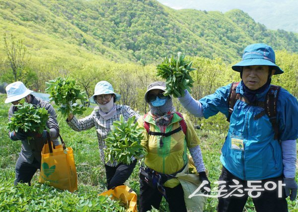 제21회 영양산나물축제장을 방문한 관광객들이 ‘일월산 산나물 채취 체험’을 즐기고 있다. 사진제공 ㅣ 영양군
